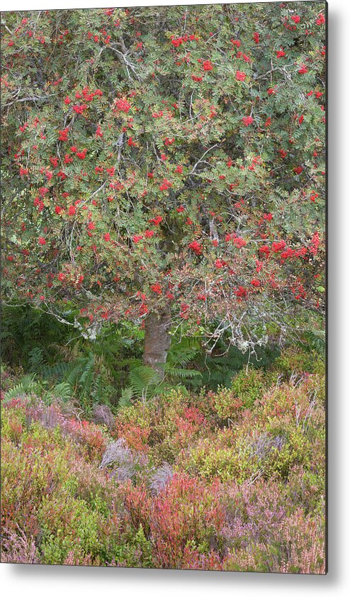 Landscape - Scenery Metal Print featuring the photograph Rowan Tree, Bilberries and Heather by Anita Nicholson