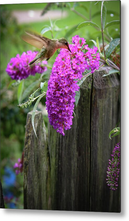 Nature Metal Print featuring the photograph Ruby Throated Female Hummingbird by Jeff Folger