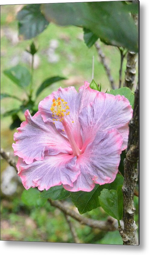 Flower Metal Print featuring the photograph Ruffled Purple Pink Hibiscus by Amy Fose