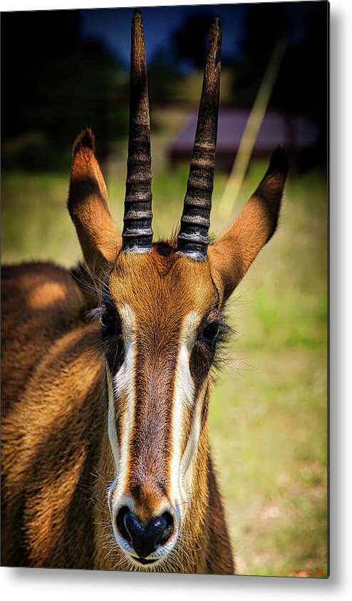 Sable Metal Print featuring the photograph Sable Antelope by Rene Vasquez