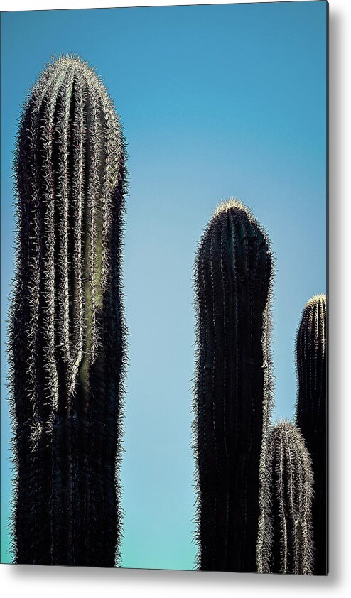 Arid Metal Print featuring the photograph Saguaro Stand by Jennifer Wright