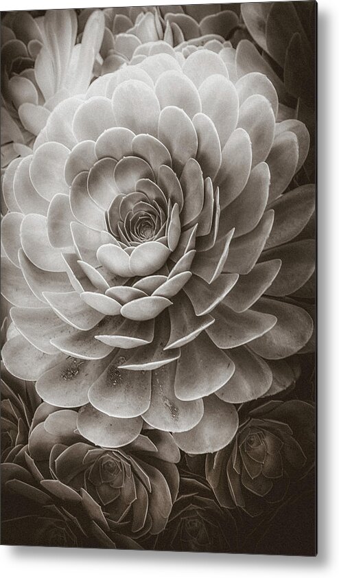 Soft Metal Print featuring the photograph Santa Barbara Succulent#20 by Jennifer Wright