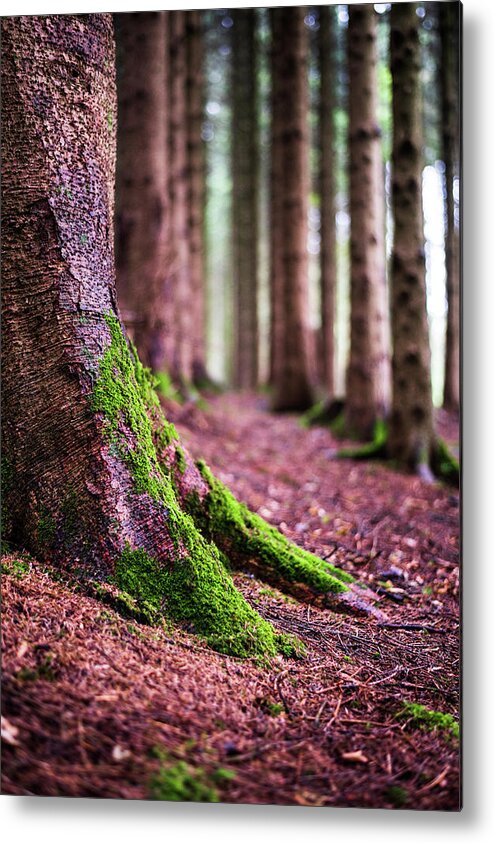 Moss Metal Print featuring the photograph Saturday by Gavin Lewis