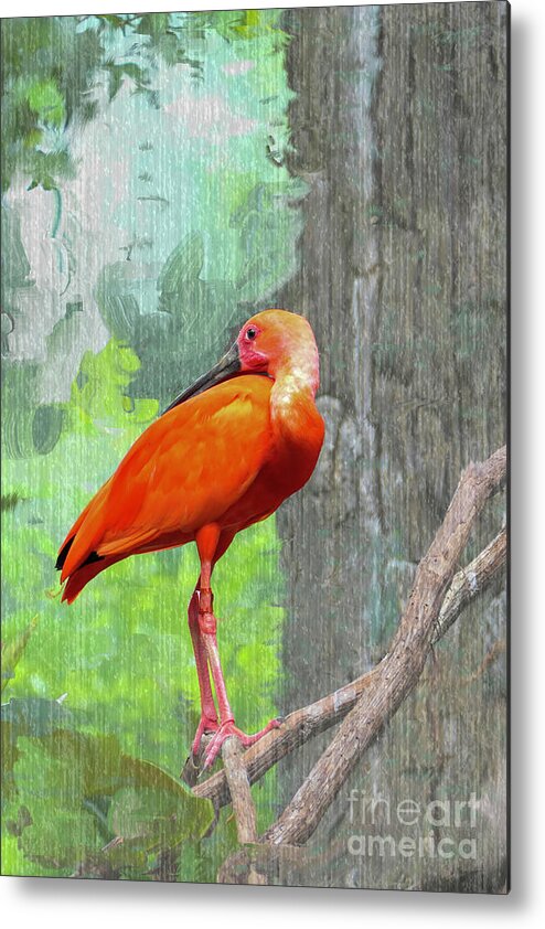 Scarlet Ibis Metal Print featuring the photograph Scarlet Ibis by Bentley Davis