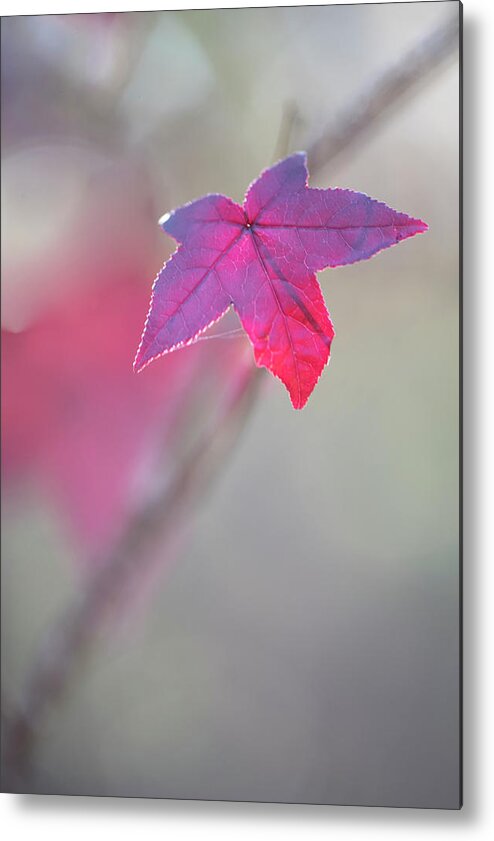 Scarlet Metal Print featuring the photograph Scarlet Sweet Gum Leaf by Phil And Karen Rispin