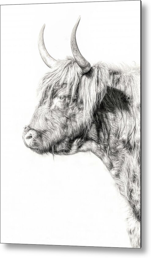 Scottish Highland Profile Metal Print featuring the photograph Scottish Highland Profile by Wes and Dotty Weber