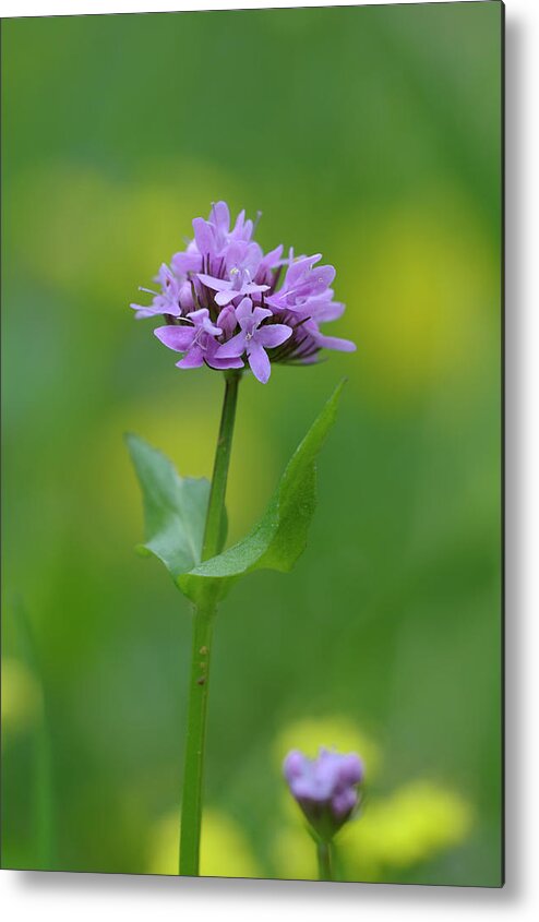 Flowers Metal Print featuring the photograph Sea Blush Plectritis congesta, Cowichan Valley, Vancouver Island, British Columbia by Kevin Oke