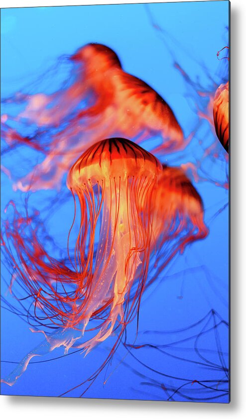 Jellyfish Metal Print featuring the photograph Sea Nettle Jellyfish by HawkEye Media