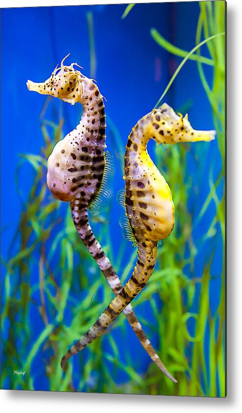 Seahorse Metal Print featuring the photograph Seahorse Argument by Fred J Lord