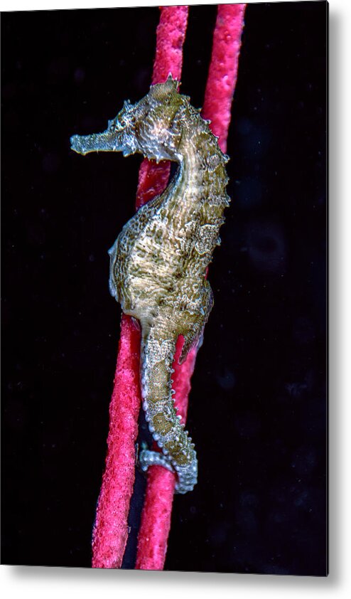 Lined Seahorse Metal Print featuring the photograph Seahorse on Gorgonian Coral by WAZgriffin Digital