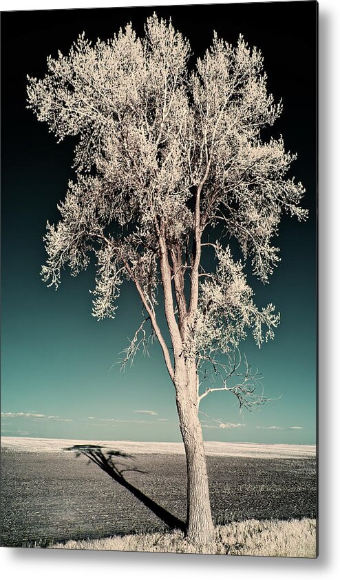 Tree Metal Print featuring the photograph Shadowscape - A lone tall cottonwood casts a long shadow on ND field by Peter Herman