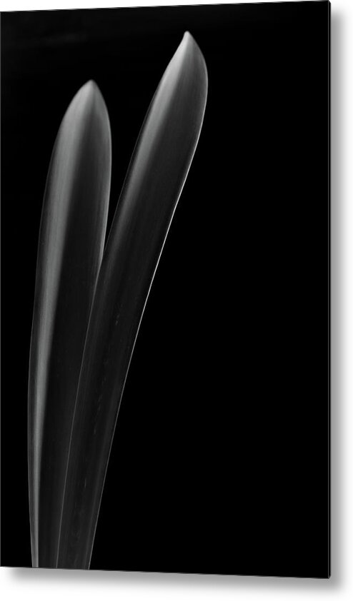 Black And White Metal Print featuring the photograph Simple Elegance no. 2 by Bruce Davis