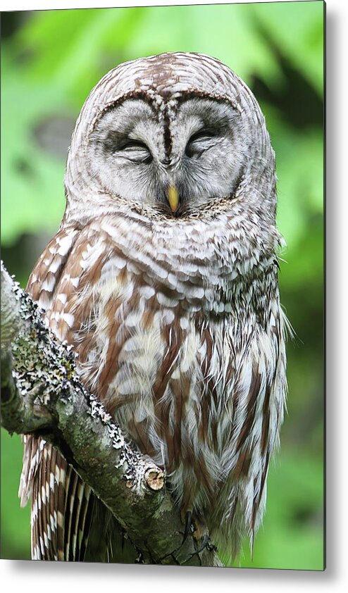 Barred Owl Metal Print featuring the photograph Sleeping Owl - Vertical by Peggy Collins