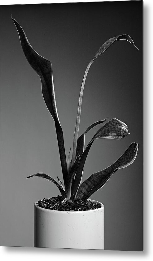 Sanke Plant Metal Print featuring the photograph Snake Plant by Stephen Russell Shilling