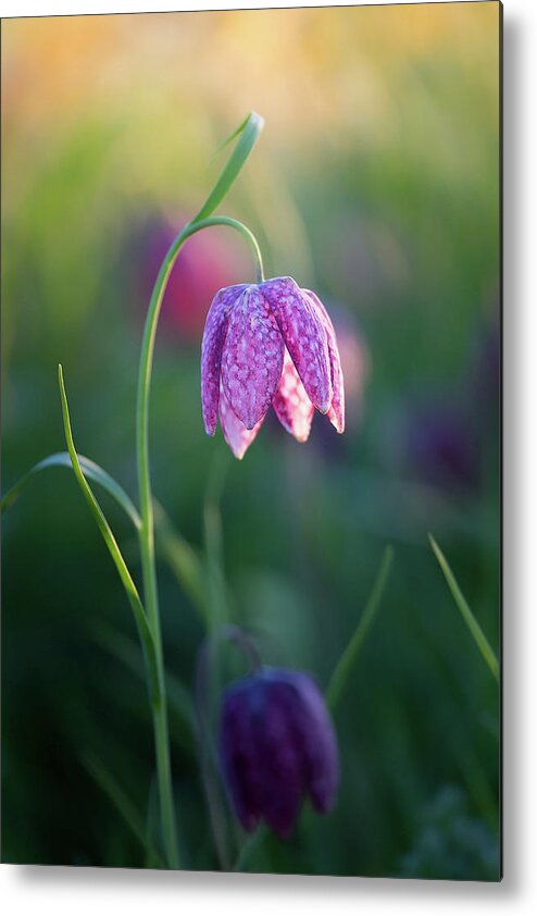Meadow Metal Print featuring the photograph Snake's Head Fritillary by Anita Nicholson