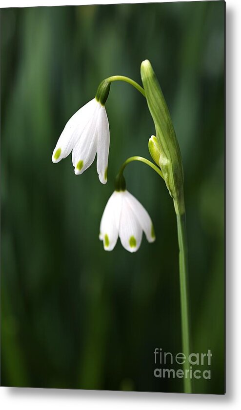 Snowdrop Flowers Metal Print featuring the photograph Snowdrops Painted Finger Nails by Joy Watson