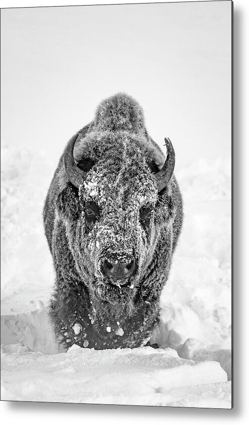 Bison Metal Print featuring the photograph Snowy Bison by D Robert Franz