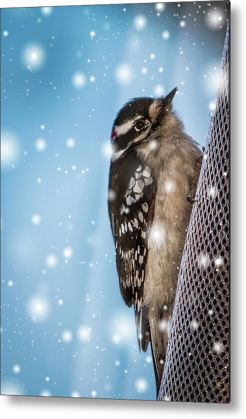Woodpecker Metal Print featuring the photograph Snowy Downy Woodpecker by Patti Deters