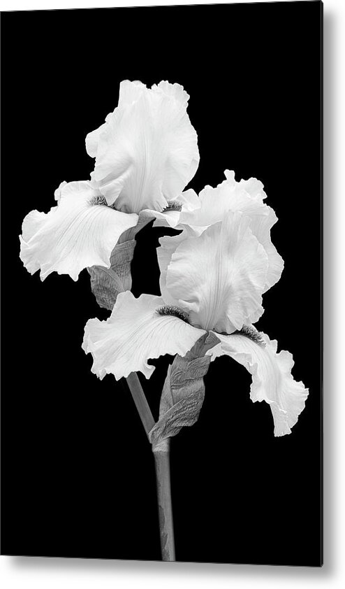 Iris Metal Print featuring the photograph Sophisticated Iris BW by Susan Candelario