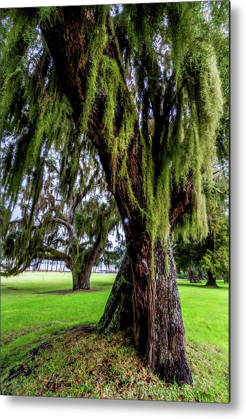 Tree Metal Print featuring the photograph Spanish Moss in the Trees by Debra and Dave Vanderlaan