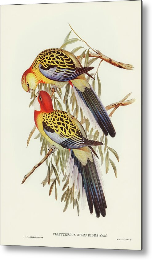 Splendid Parakeet Metal Print featuring the drawing Splendid Parakeet, Platycercus splendidus by John Gould