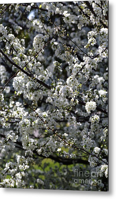  Floral Metal Print featuring the photograph Spring Display by Joy Watson