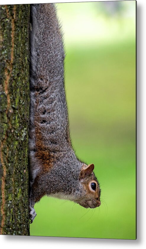 Squirrel Metal Print featuring the photograph Squirrel at Greenwich Park 2 by Pablo Lopez