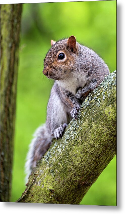 Squirrel Metal Print featuring the photograph Squirrel at Greenwich Park by Pablo Lopez