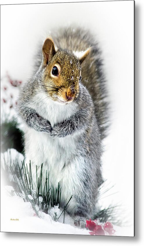 Squirrel Metal Print featuring the photograph Squirrel in Snow by Christina Rollo