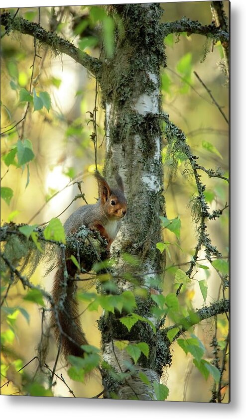 Nature Metal Print featuring the photograph Squirrels in forest by Rose-Marie Karlsen
