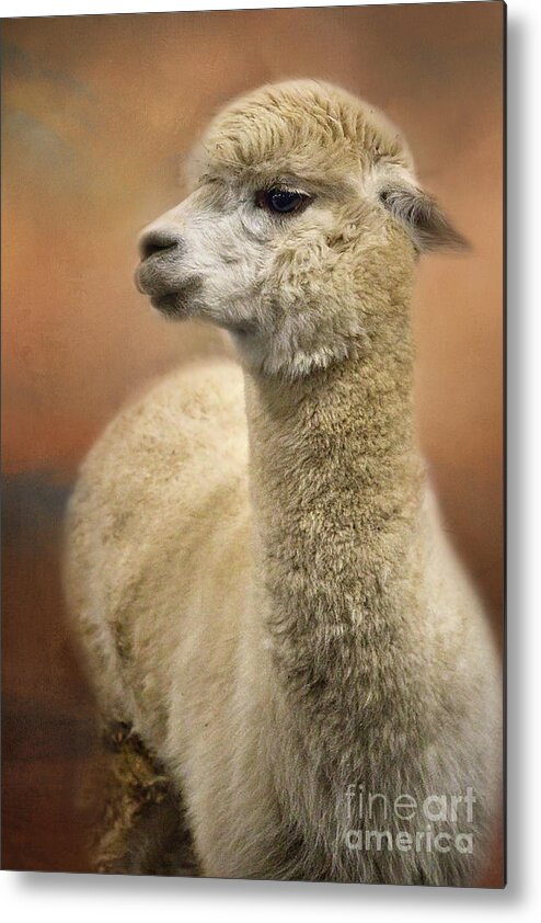 Alpaca Metal Print featuring the photograph Standing Proudly by Amy Dundon