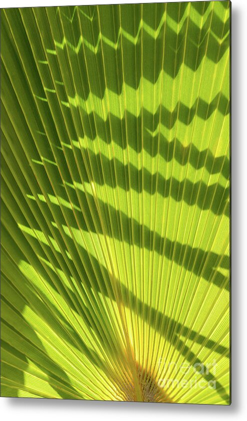 Palm Leaf Metal Print featuring the photograph Structure of green palm leaf with shadows 2 by Adriana Mueller