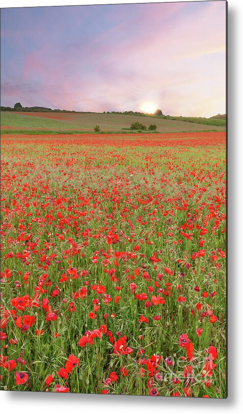 Norfolk Metal Print featuring the photograph Norfolk poppy fields at sunrise in England by Simon Bratt