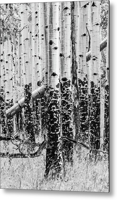 Black And White Metal Print featuring the photograph Sublime Contrast by Kim Sowa