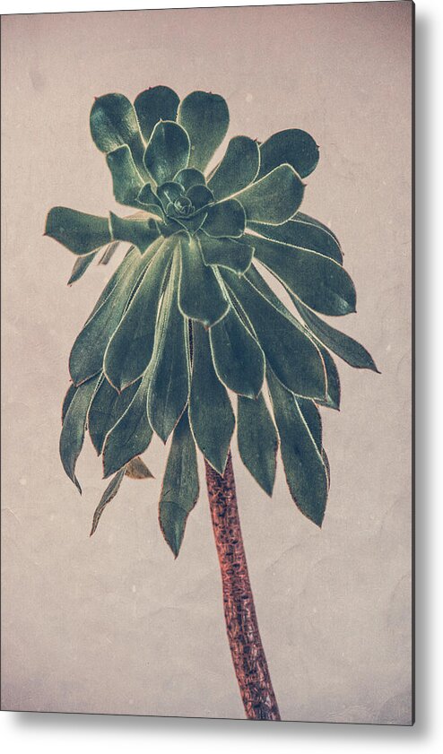 Succulent Metal Print featuring the photograph Succulent by Yasmina Baggili