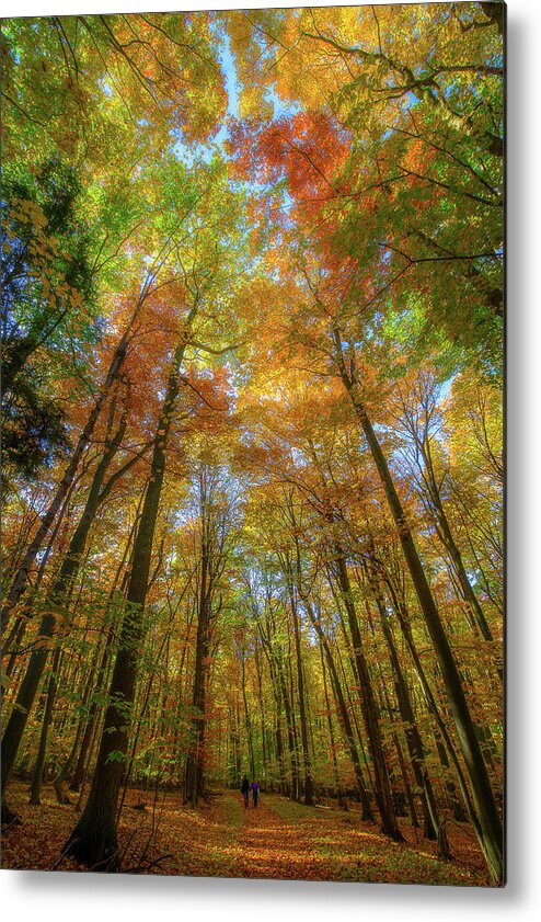 Glen Arbor Metal Print featuring the photograph Sunbeam Illuminating An Autumn Canopy by Owen Weber