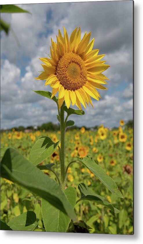 Sunflower Metal Print featuring the photograph Sunflower in Field by Carolyn Hutchins
