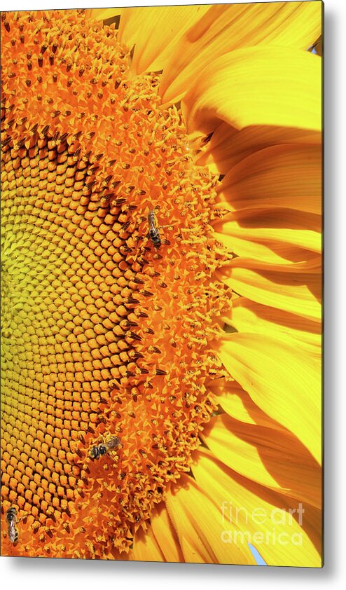 Right Side Metal Print featuring the photograph Sunflower Right by Carol Groenen