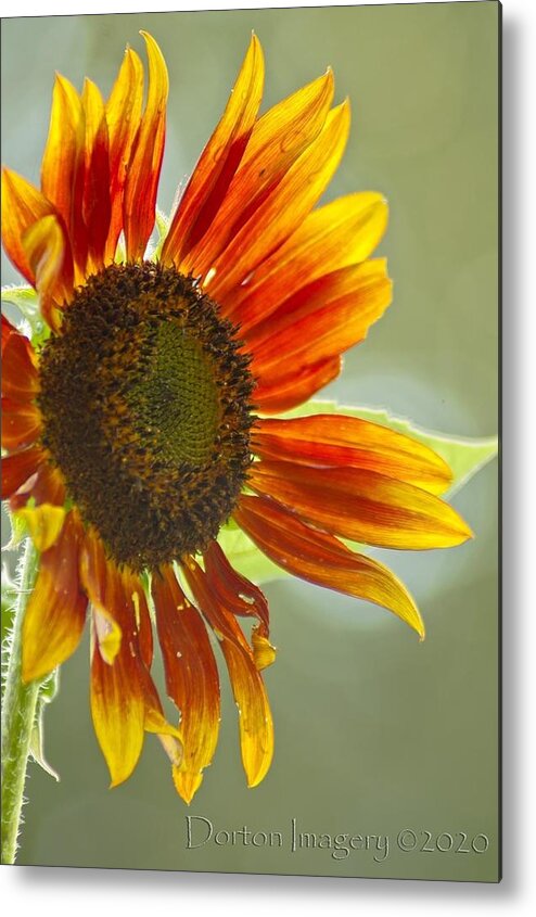 Metal Print featuring the photograph Sunflower by Stephen Dorton