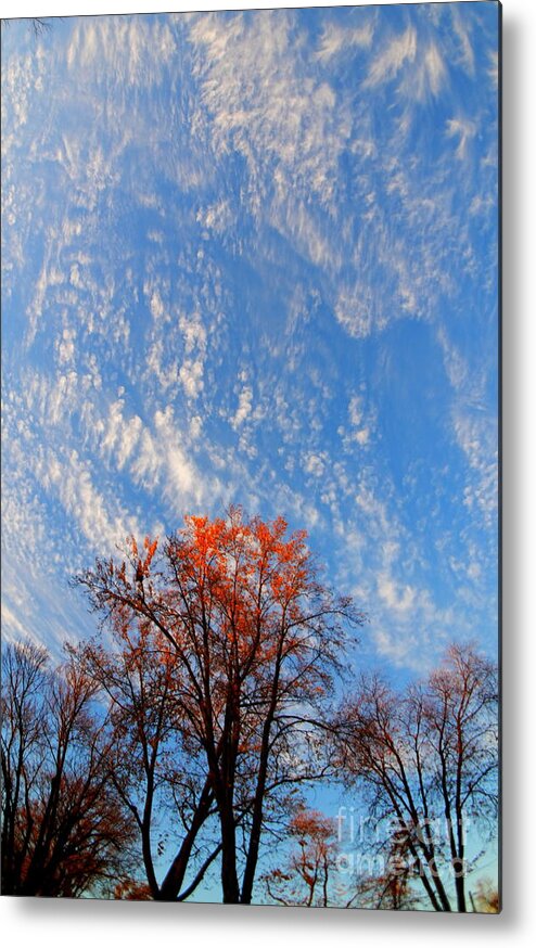Tree Metal Print featuring the photograph Sunlit Tree under the Clouds by fototaker Tony