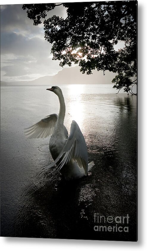 England Metal Print featuring the photograph Sunrise Swan, Ullswater by Tom Holmes Photography