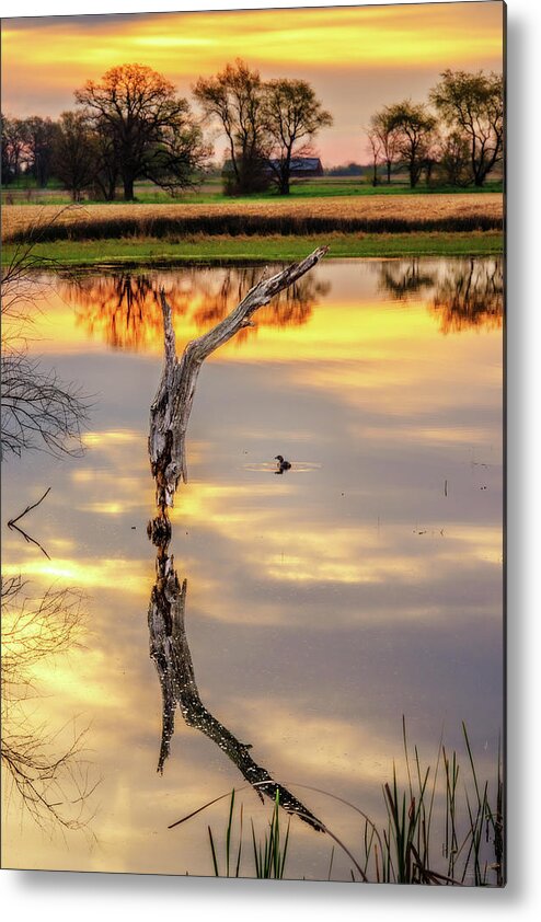 Pond Tree Duck Sunrise Pond Wisconsin Spring Symmetry Golden Countryside Vertical Stoughton Wi Dane County Metal Print featuring the photograph Sunrise Symmetry - reflected tree and duck on a Wisconsin pond at sunrise by Peter Herman