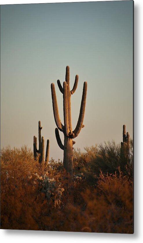 Landscape Metal Print featuring the photograph Sunset Cactus by Go and Flow Photos
