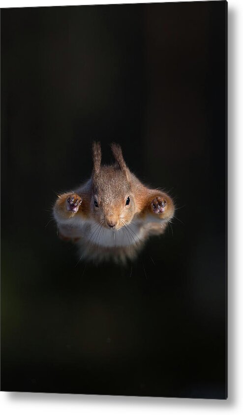 Red Metal Print featuring the photograph Super Squirrel by Pete Walkden