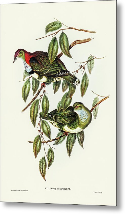 Superb Fruit Pigeon Metal Print featuring the drawing Superb Fruit Pigeon, Ptilinopus superbus by John Gould