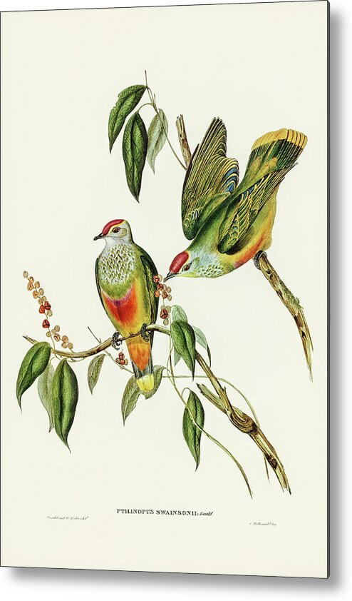 Swainson's Fruit Pigeon Metal Print featuring the drawing Swainson's Fruit Pigeon, Ptilinopus Swainsonii by John Gould
