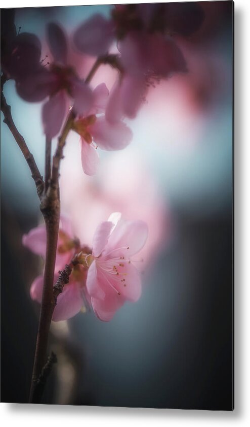 Flowers Metal Print featuring the photograph Sweet Spring by Philippe Sainte-Laudy