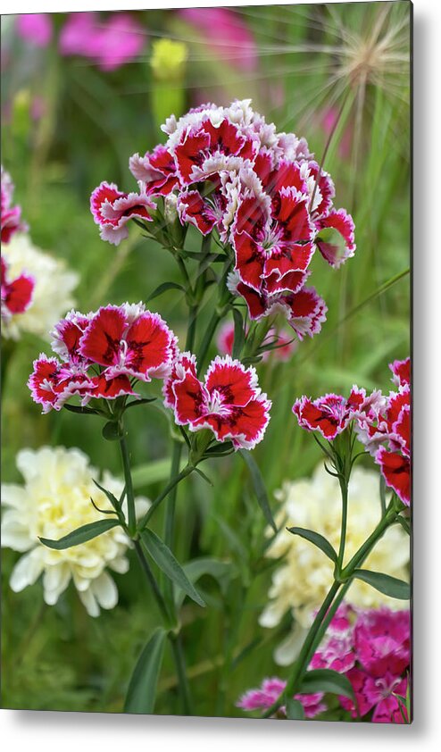 Dianthus Metal Print featuring the photograph Sweet William by Dawn Cavalieri