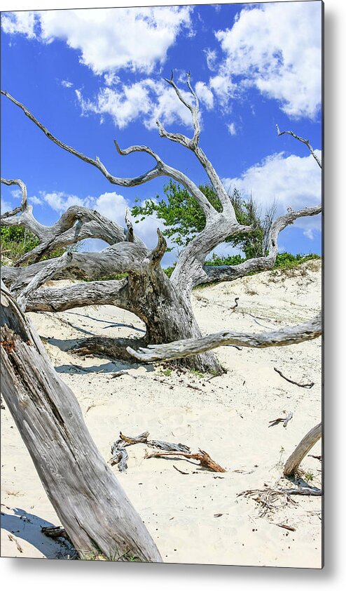 Dead Metal Print featuring the photograph Tainted Wood by Chris Smith