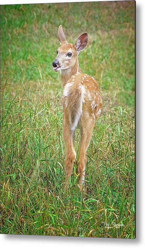 Fawn Metal Print featuring the photograph Take That by Peg Runyan